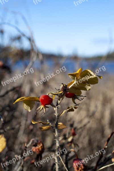 Rose Hips Wild Nature Plant Fruit