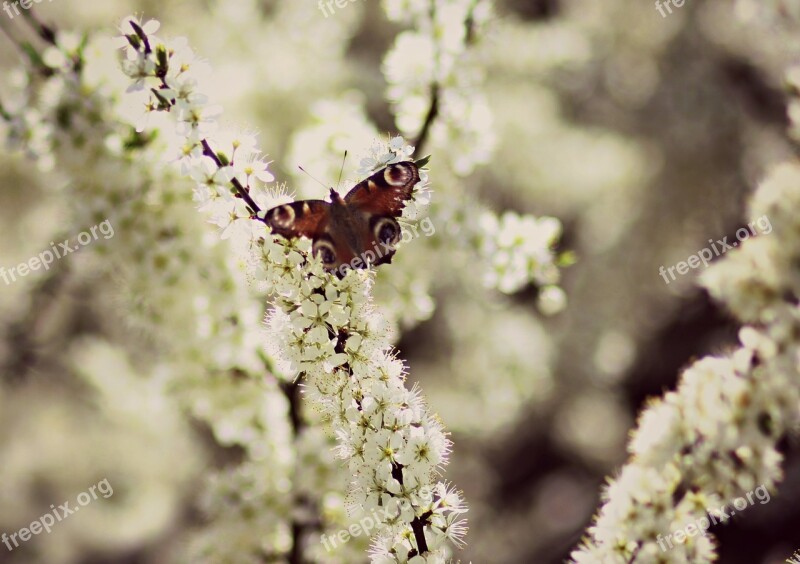 Butterfly Flowers White Casey Tree