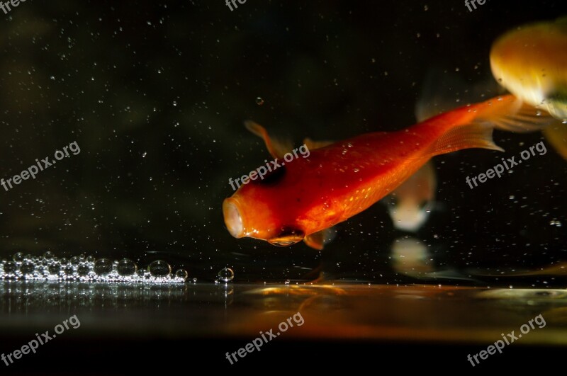 Gold Fan Tail Fish Fishing Underwater