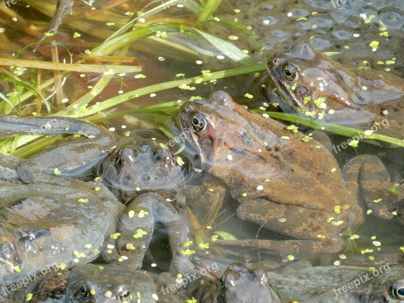 Frogs Spawn Frog Spring Pond