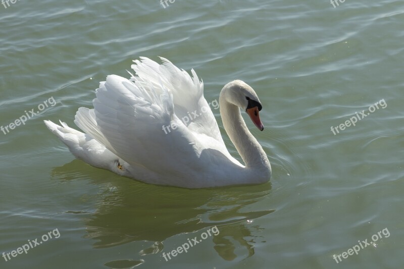 Swan Cam Bird White Lake