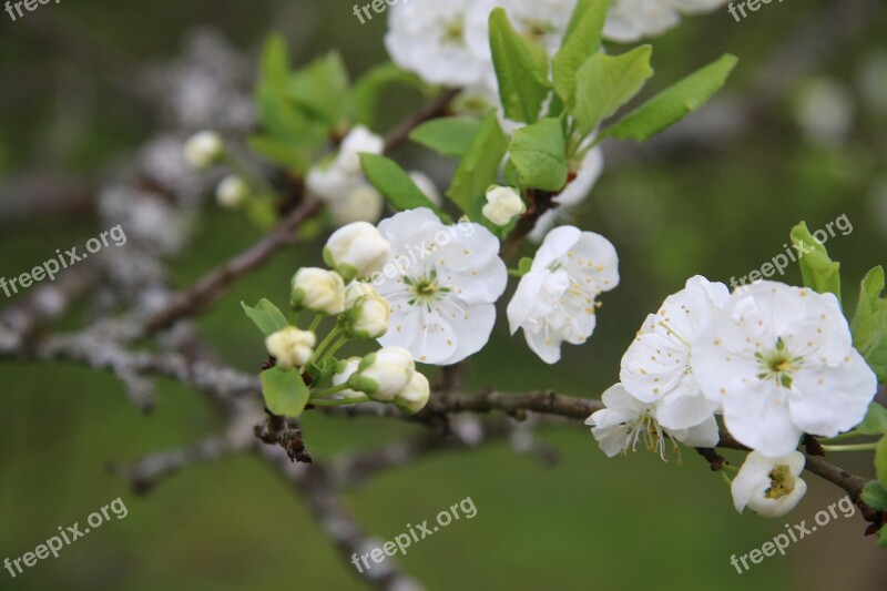 Apple Blossom Tree Summer Apple Tree Spring