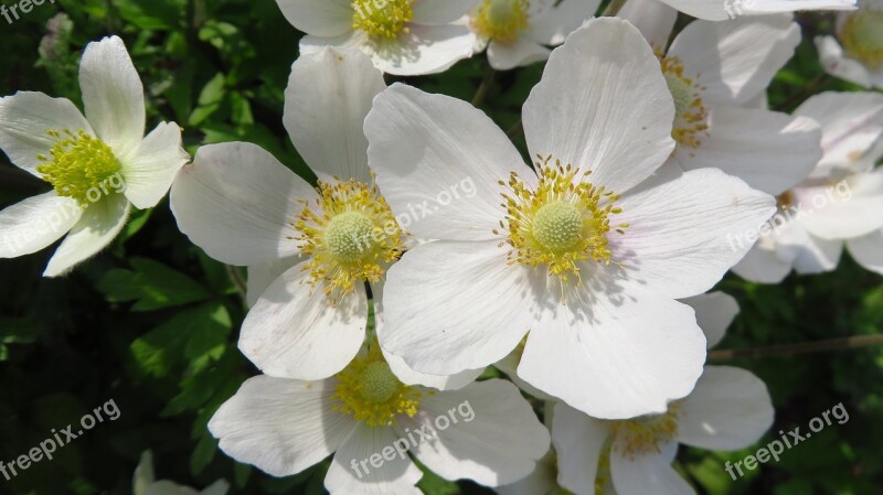 Anemones Spring Anemone Flowers White