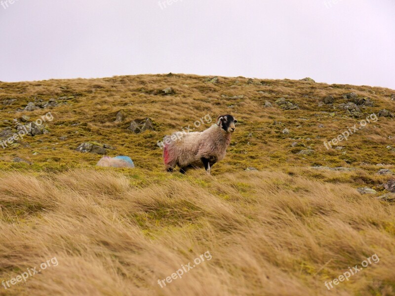 Sheep Grass Landscape Rural Agriculture