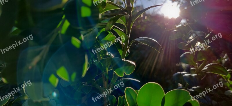 Morning Leaves Sun Lens Flare Free Photos