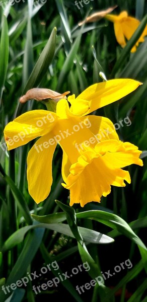 Narcissus Flowers Jellow Petals Plant