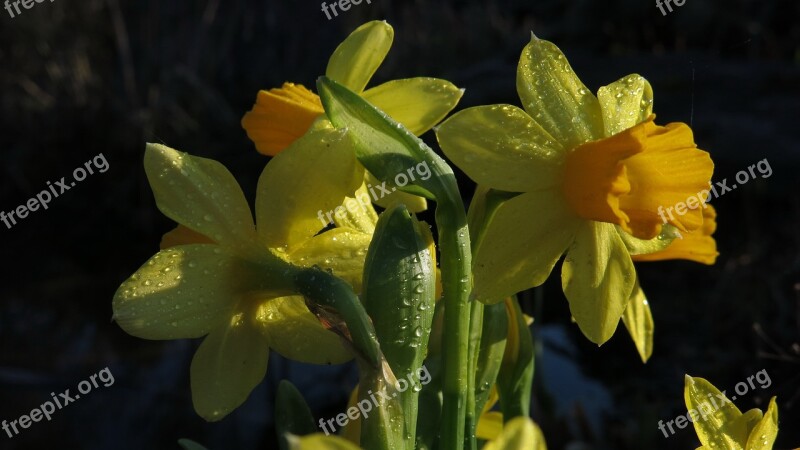 Osterglocken Daffodils Yellow Flower Spring Spring Flowers