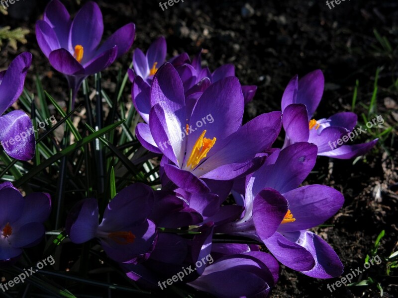 Crocus Violet Blossom Bloom Early Bloomer