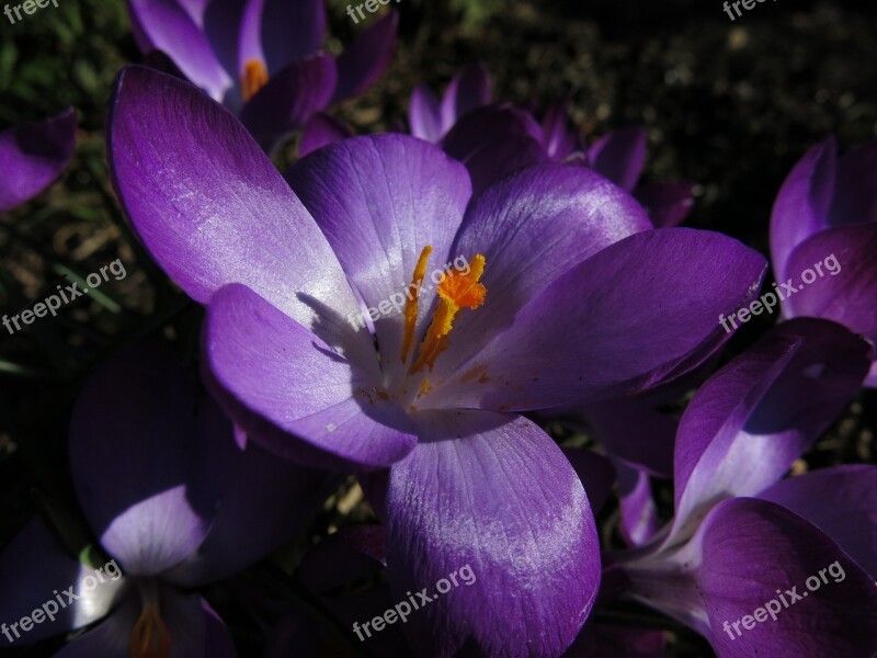 Crocus Violet Blossom Bloom Early Bloomer