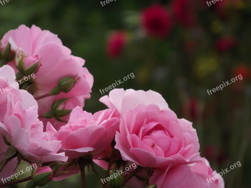 Rose Pink Nature Love Flowers