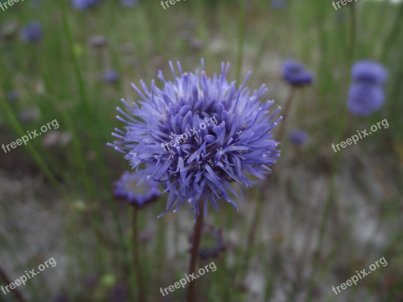 Cornflower Close Up Nature Blue Plant