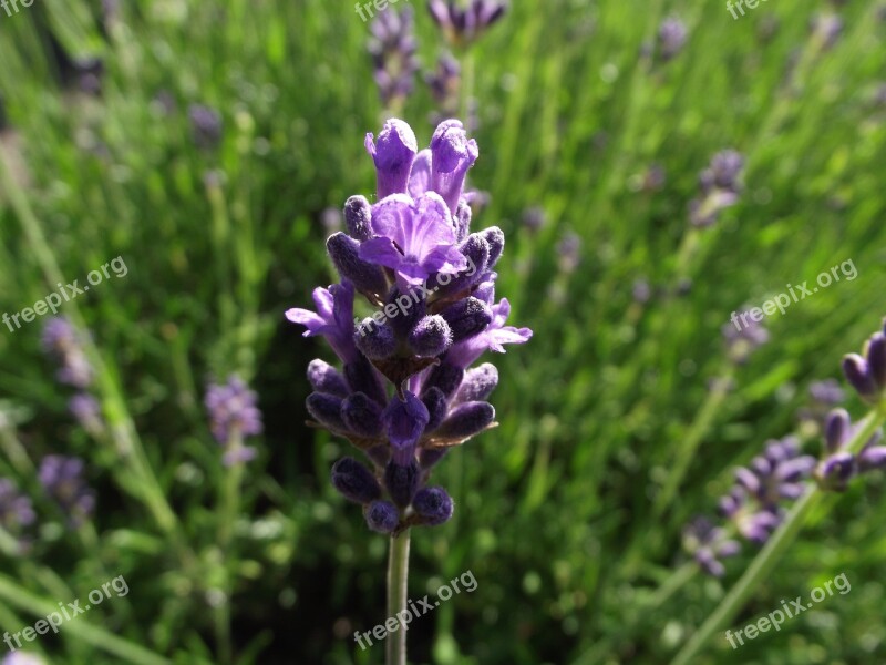 Lavender Plant Purple Nature Summer