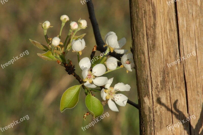 Bloom Spring Orchard Flower Nature