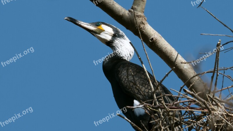 Cormorant Birds Bird Black Portrait