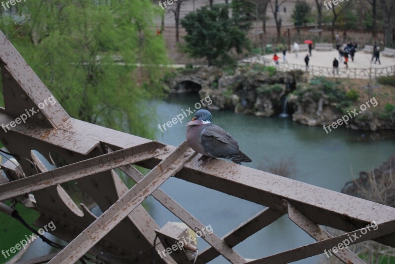 Structure Eiffel Tower Metal Pigeon Free Photos