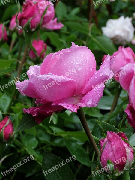 Drops Rain Rosa Flower Free Photos