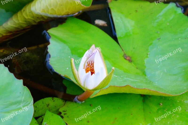 Lotus Flower Nature Pond Floral