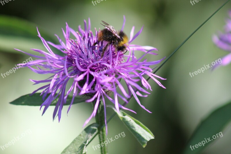 Bee Flower Pink Nature Pollen