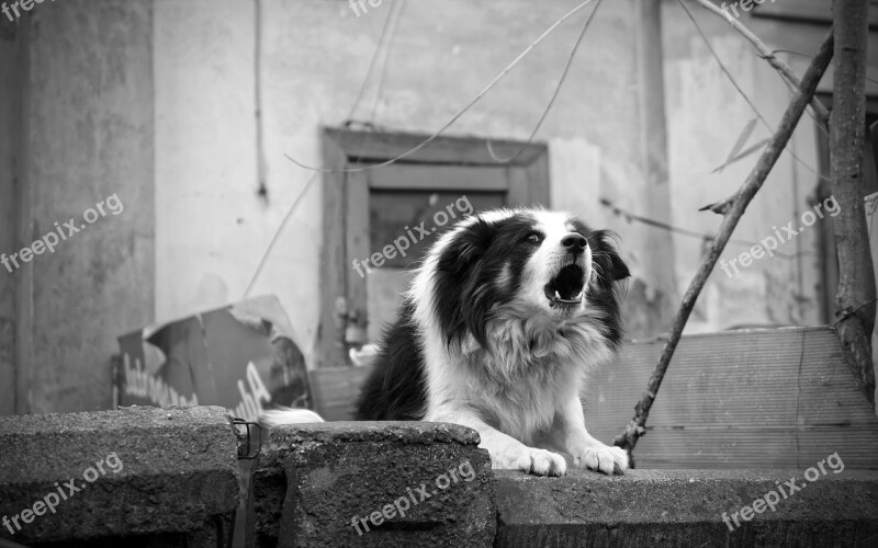 Dog Barking Fence Home Black And White