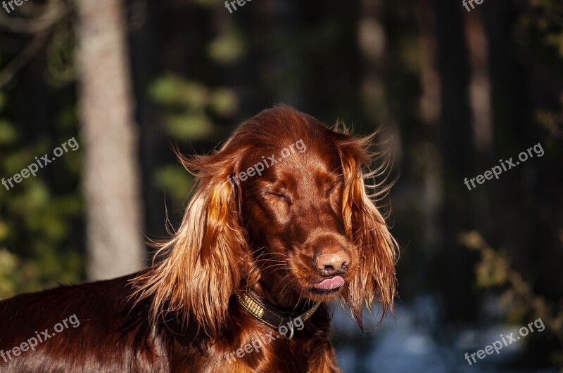 Irish Setter Setter Dog Red Animals