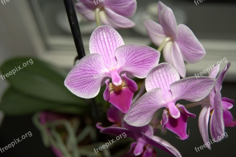 Orchid Purple Flower Bloom Plant