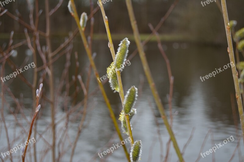 Spring Buds Natural Flowers Branch