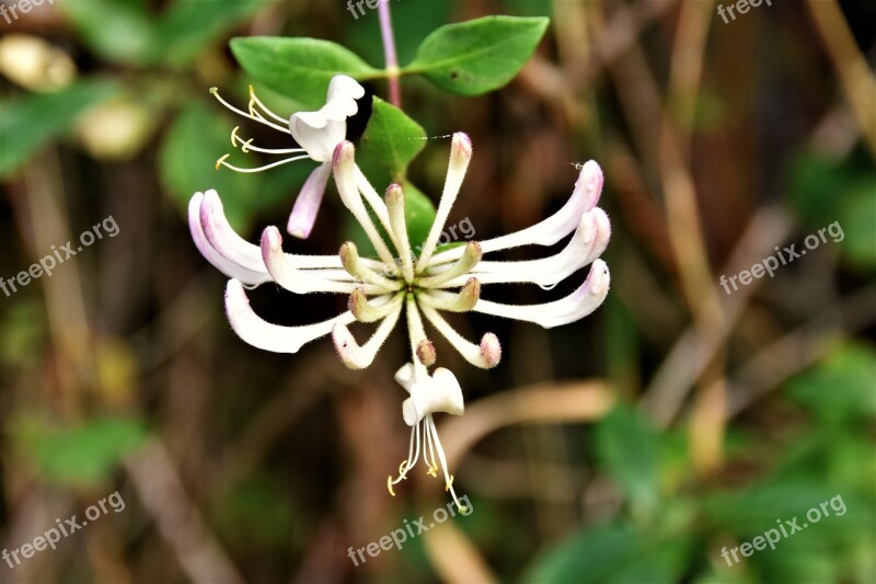 Flowers Petal Petals Botany Garden