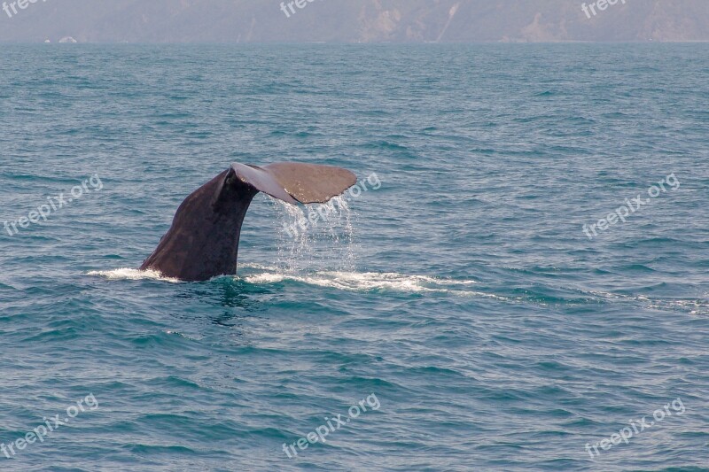 Whale Tail Diving Ocean Water