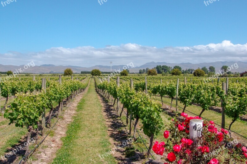 Vineyard Australia Rose Wine Viticulture