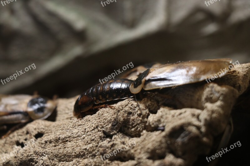 Hissing Cockroach Insect Nature Close Up Cockroaches