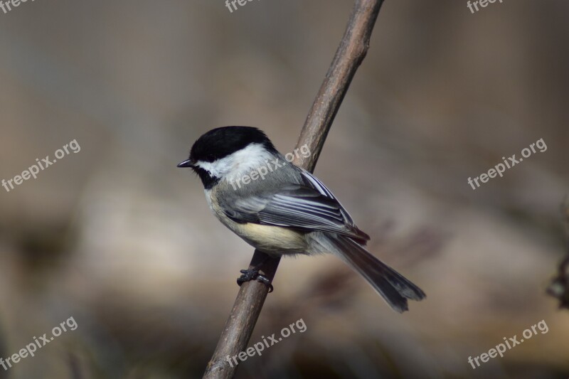 Chickadee Bird Nature Wildlife Perched