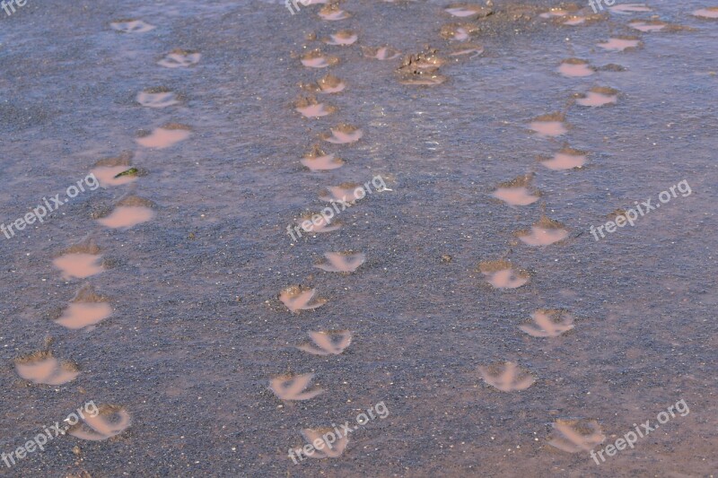 Geese Footprints Mud Steps Brown