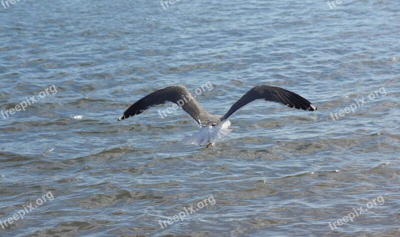 Seagull Sea Birds Flight Pen