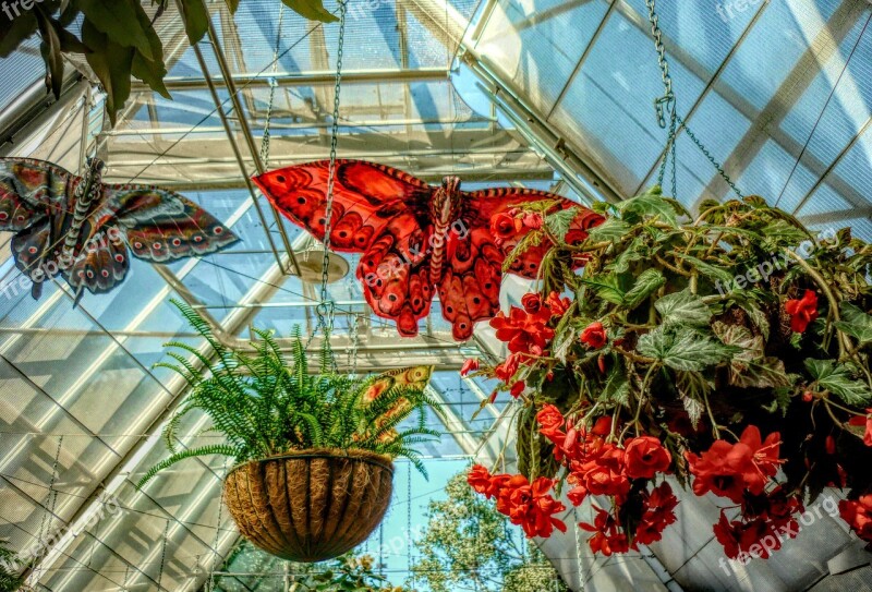 Butterflies Flowers Nature Hanging Baskets Free Photos