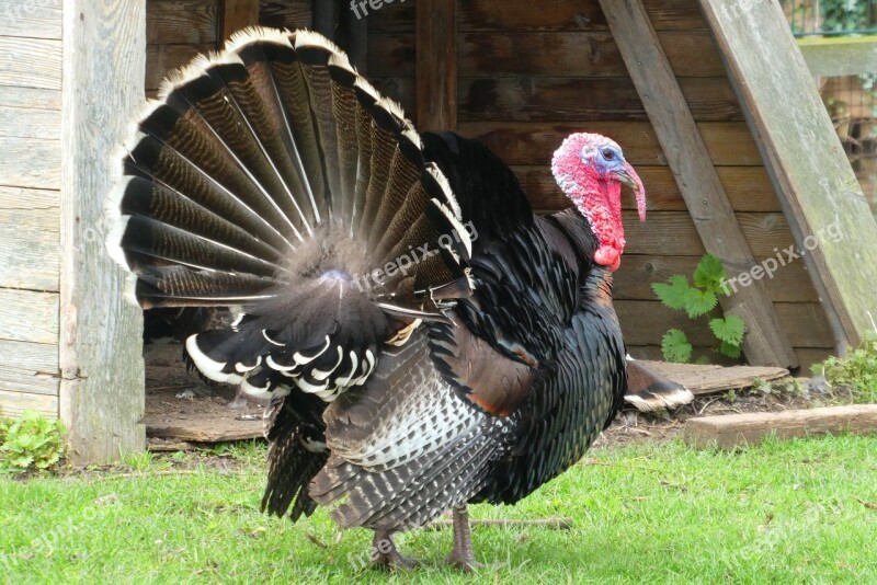 Turkey Feathers Petting Plumage Poultry