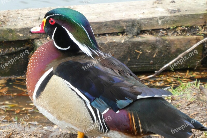 Mandarin Duck Asian Bird Eendensoort Feathers Colors