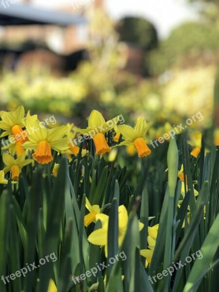 Daffodils Spring Yellow Bokeh Free Photos