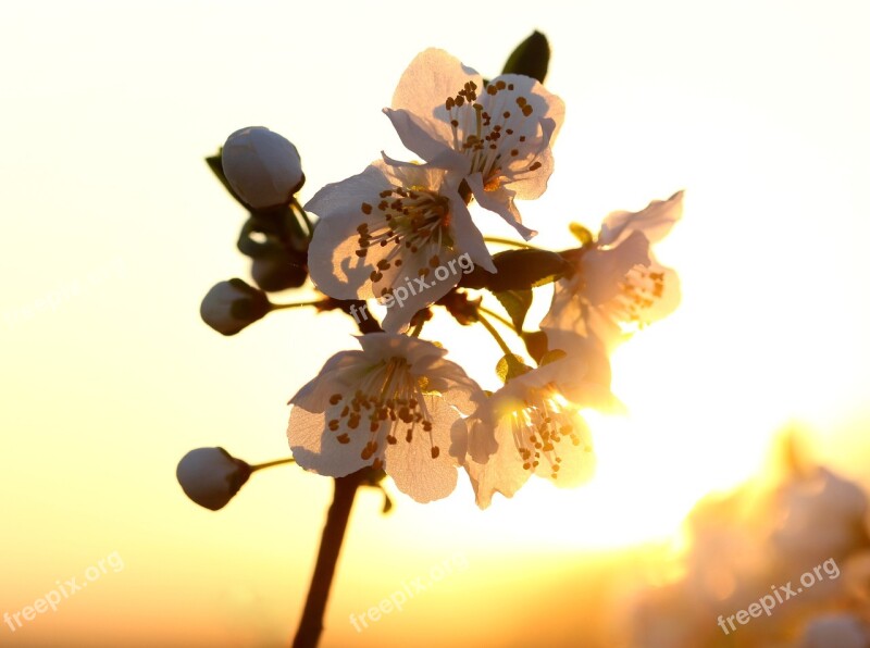 Flowers White Light Sun Casey