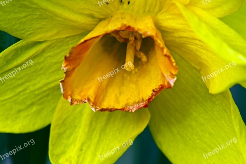 Closeup Yellow And Orange Daffodil Garden Bloom Plant Flowers