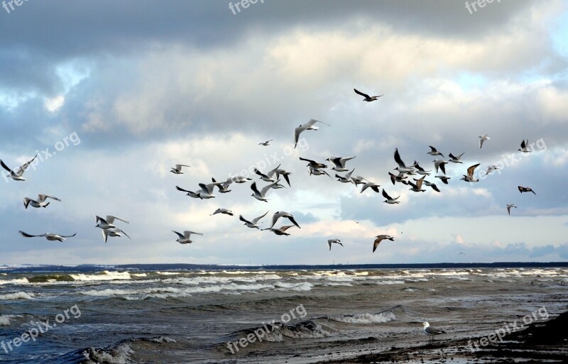 Gulls Swarm Beach Sea Clouds