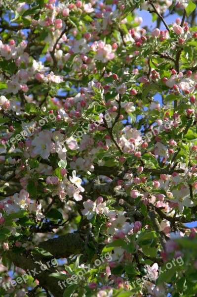 Apple Blossom Apple Tree Blossom Bloom Spring