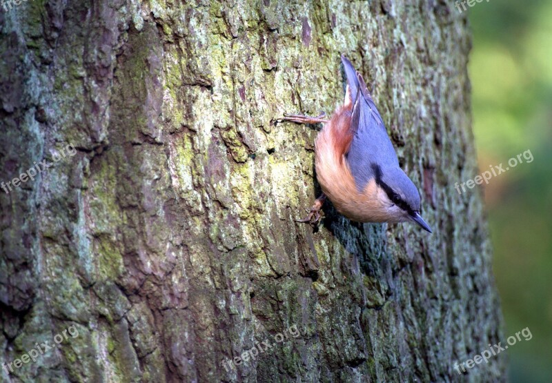 Kleiber Tree Runner Bird Forest Hunger