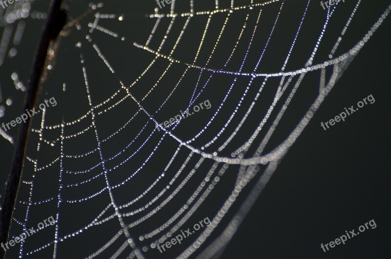 Cobweb Dewdrop Beaded Web Dew