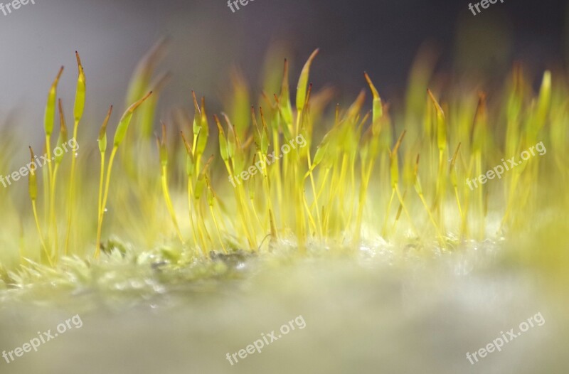 Fern Scion Plant Forest Nature