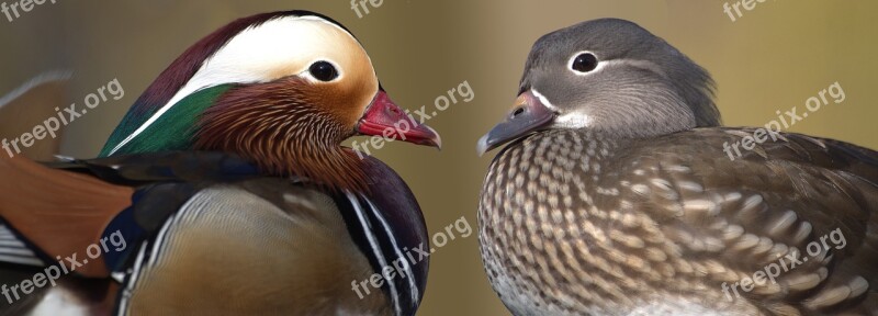 Mandarin Ducks Ducks Pair Water Bird Color