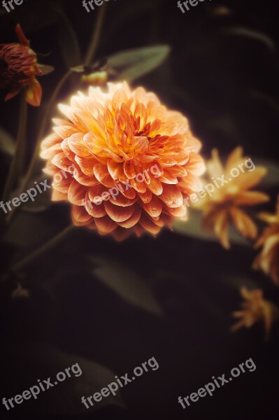 Wallpaper Background Dahlia Flower Nature