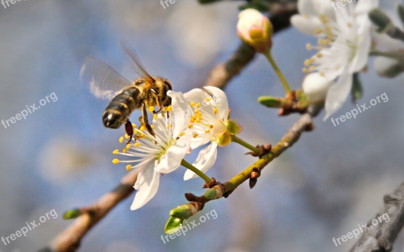 Nature Spring Flower Animal Bee