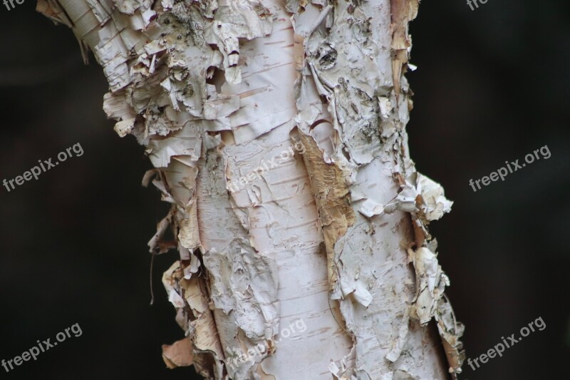 Birch Schälbirke Birch Bark Bark Tree Bark