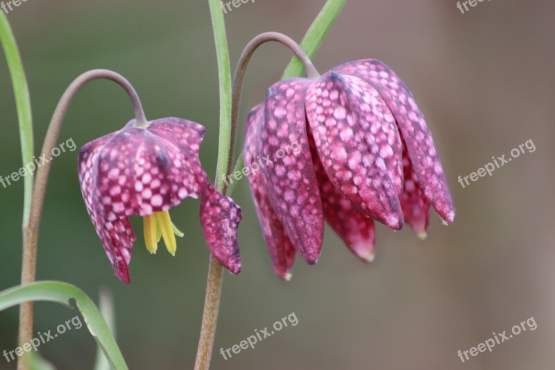 Chequered Fritillaria Meleagris Checkered Pink Spring