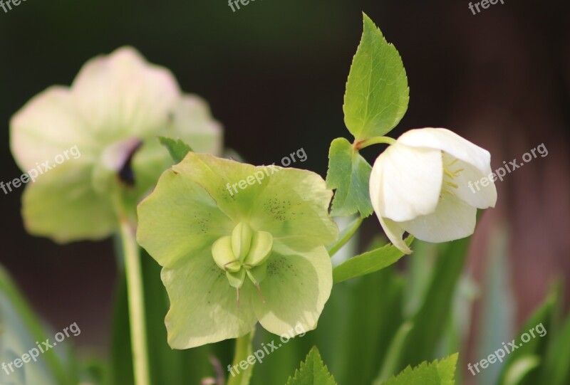 Hellebore Corsican Hellebore Christmas Rose Early Bloomer White